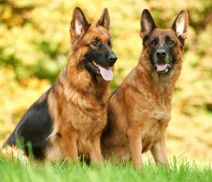 Extreme Sports Waterboarding