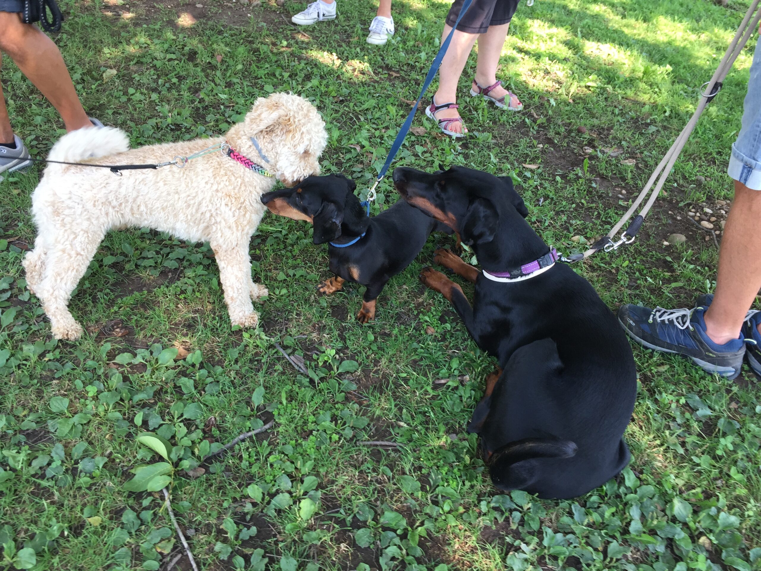 Extreme Sports Waterboarding